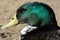 Portait of mixed breed duck