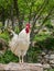 Portait of a proud white rooster standing on a trunk