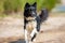 Portait of a running Border Collie