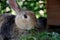 Portait shot of a brown rabbit