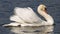 Portait of a side view of a swan in a lake