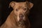 Portait of a tan pit bull on black background