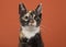 Portait of a tortoiseshell female cat looking up on a orange background