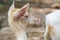 Portait of white fallow Deer Dama dama, native to Europe and Asia, a type of deer from the family Cervidae, live in an area that