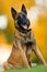 Portarit of One Sitting Male Belgian Malinois