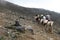 Porter and horses, Mount Agri Ararat