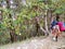 Porter mule transporting hikers heavy bags and camping equipment uphill from one campsite to other on a Himalayan trek in India.