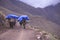Porters guide their mules on the mountain trails