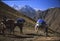 Porters guide their mules on the mountain trails