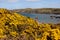 Porth Wen Gorse