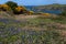 Porth Wen Gorse and bluebells