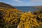 Porth Wen Gorse and bluebells