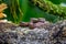 Porthidium nasutum, Rainforest Hognosed Pitviper, brown danger poison snake in the forest vegetation.