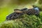 Porthidium nasutum, Rainforest Hognosed Pitviper, brown danger poison snake in the forest vegetation.