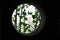 Porthole or round hole window type of a dark room, black. outside you can see the light, the nature and climbing branches of green