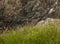 Porthor, The Whistling Sands, North Wales - green grass and pink flowers.