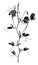 Portion of Flowering Stem of Lathyrus Odoratus vintage illustration