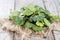 Portion of fresh Cilantro