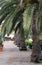 Porto Azzurro, seafront with palm trees