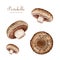 Portobello mushroom hand drawn set. Watercolor illustration. Agaricus bisporus fungus element collection. Portobello