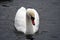 Portraif of ahite swan on water