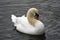 Portraif of ahite swan on water