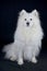 Portrair of a samoyed dog