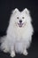 Portrair of a samoyed dog