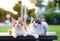 Portrait of 2 cute cats sitting on a chair in green garden with soft light background. Two beautiful kittens wondering and looking