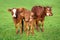 Portrait of 3 nice brown calves