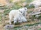 Portrait of 4 mountain goat babies