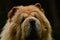 Portrait of a 9 year old male Chow Chow