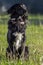 Portrait of abeautiful Black dog happy sitting on green grass on a sunny day