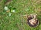 portrait from above the grass-covered houseplant