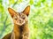 Portrait Abyssinian cat