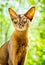 Portrait Abyssinian cat