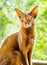 Portrait Abyssinian cat