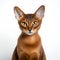 Portrait of an Abyssinian cat