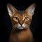 Portrait of an Abyssinian cat