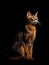 Portrait of Abyssinian cat on black background with copy space.