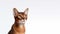 Portrait of Abyssinian cat on white background with copy space.