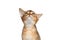 Portrait of Abyssinian Kitty on Isolated White Background