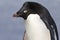 Portrait of Adelie penguin with through narrowed