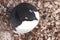 Portrait of Adelie penguin sitting in the nest