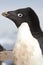 Portrait of Adelie penguin spring sunny day