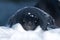Portrait of Adelie penguins that lies in the snow in the winter