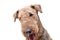 Portrait of an adorable Airedale terrier