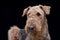 Portrait of an adorable Airedale terrier