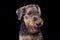 Portrait of an adorable Airedale terrier