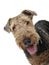 Portrait of an adorable Airedale Terrier looking satisfied